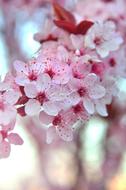 pink wonderful tree blossoms