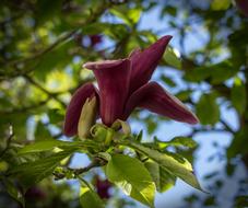Bloom Flower