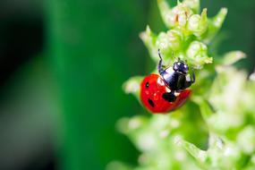 ladybug on spring grass