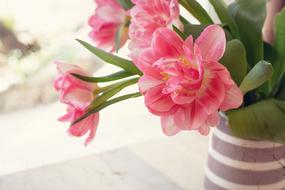 bouquet of fluffy pink Tulips in vase on a blurred background