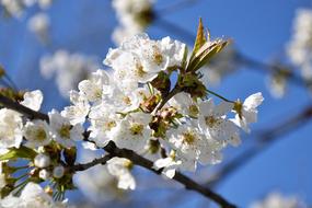 incredible White Flowers Branches
