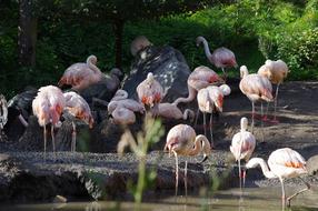 flock of pink flamingos near the water in the zoo