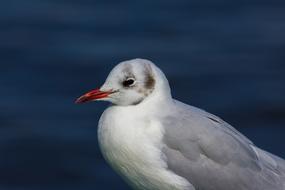 profile of a white and grey seagull