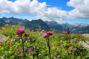 Alpine Flowers Austria