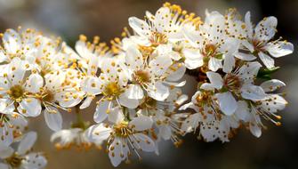 White flowers petals spring