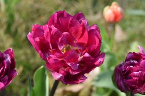 burgundy curly tulips close-up on blurred background