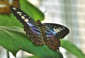 blue butterfly on green leaf