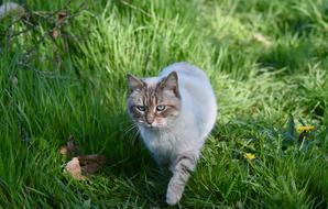 Cat On The Move