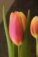 enchanting Spring Tulips Flowers