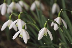 snowdrops close-up in a blurred background