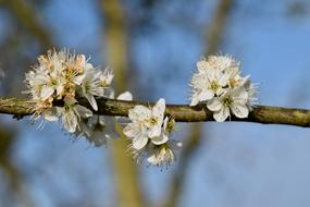 blooming tree in spring close up