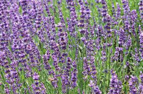landscape of attractive Lavender Field