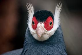 Brown Eared-Pheasant bird