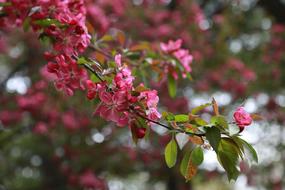 gorgeous pink Flowers Plants