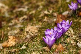 amazing Crocus Flowers