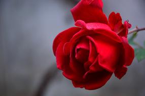 enchanting Rose Blossom on a blurred background