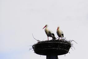 Stork Rattle