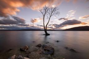 Tree near Lake Water