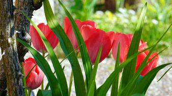 Beautiful, blooming red and pink tulips with green leaves in spring