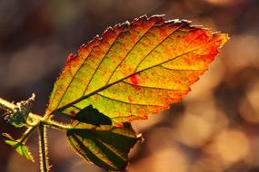 autumn leaf in sunlight close up