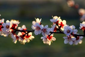 White and red Flowers on Branch