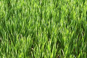 Wheat Fields Culture