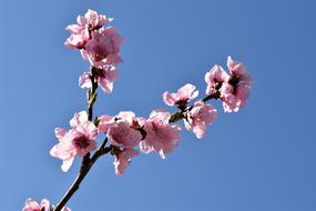 Close-up of the beautiful, blossoming, pink and white flowers on the branches in spring, at blue sky on background