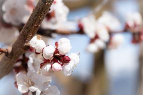 round closed white buds on a tree