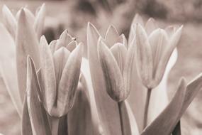 Black and white photo of the beautiful, blooming tulip flowers with leaves in Netherlands