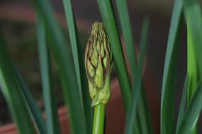 Close-up of the beautiful, blooming, green plant, with the leaves, in the garden