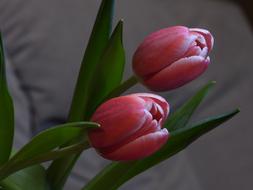 amazing Tulip Flowers