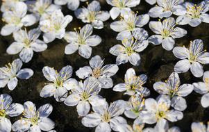 magnificent Flowers White Waterline