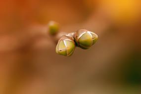 two buds on Branch, macro, top view