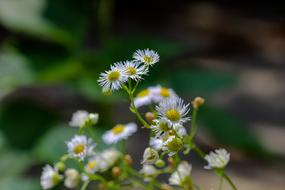 summer flowers in macro
