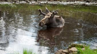 magnificent Moose Animal in nature