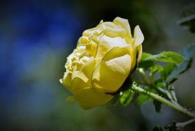 Close-up of the beautiful, blossoming, yellow rose on the green stem, with the green leaves, in light