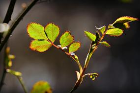 green rose leaves in the sun