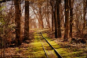 Beautiful landscape of the railroad Tracks among the colorful plants in the forest