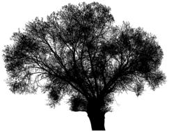 silhouette of tree with bare branches at white background