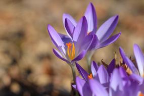 gorgeous Crocus Flower