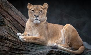 Lioness rests on fallen tree trunk