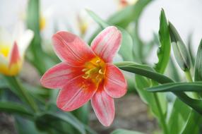 pink tulip on blurred background