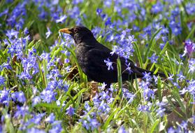 blackbird in a meadow among blue flowers