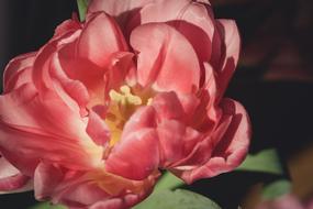 enchanting Bloom Petals