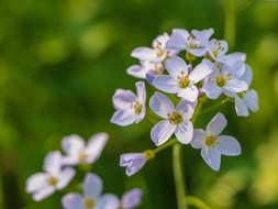 Cuckoo Flower inflorescence at blur background