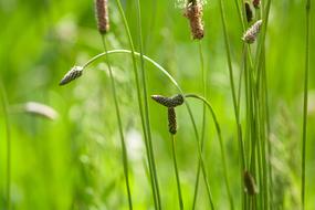 flowering spring grass in the meadow closeup