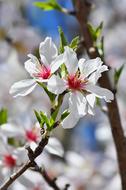 Close-up of the beautiful, blooming, white and purple spring flowers in the garden in Kikelet Pansio