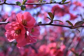 tree with pink blossoms