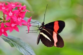 Butterfly Tropical at garden