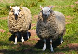 Sheep Animals on Farm